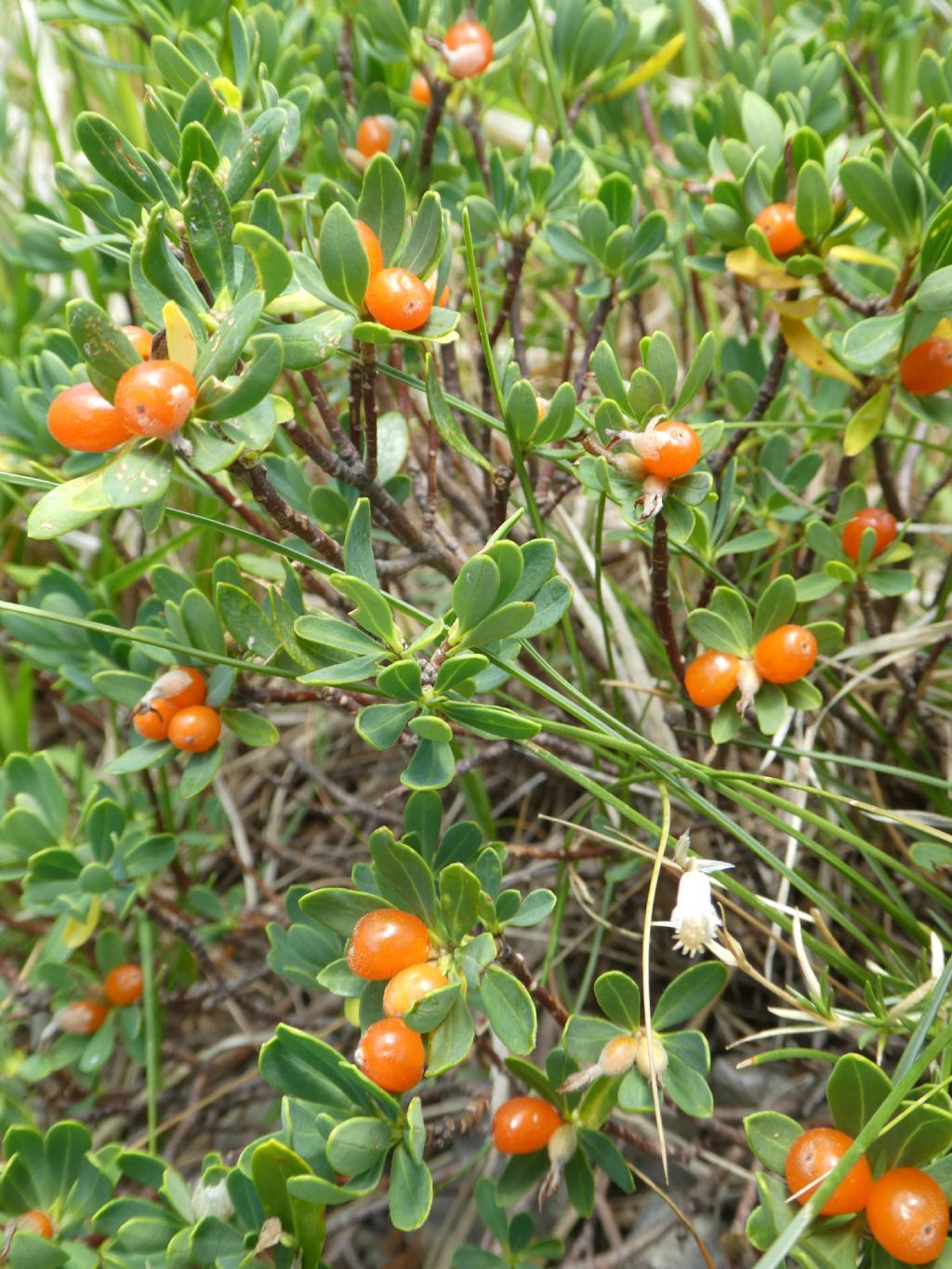 Daphne oleoides / Dafne spatolata